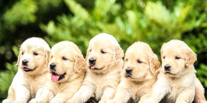 Dog Maze Orienteering